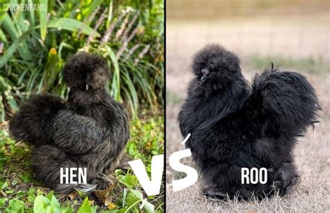 male vs female silkie chickens|day old silkie chicks female.